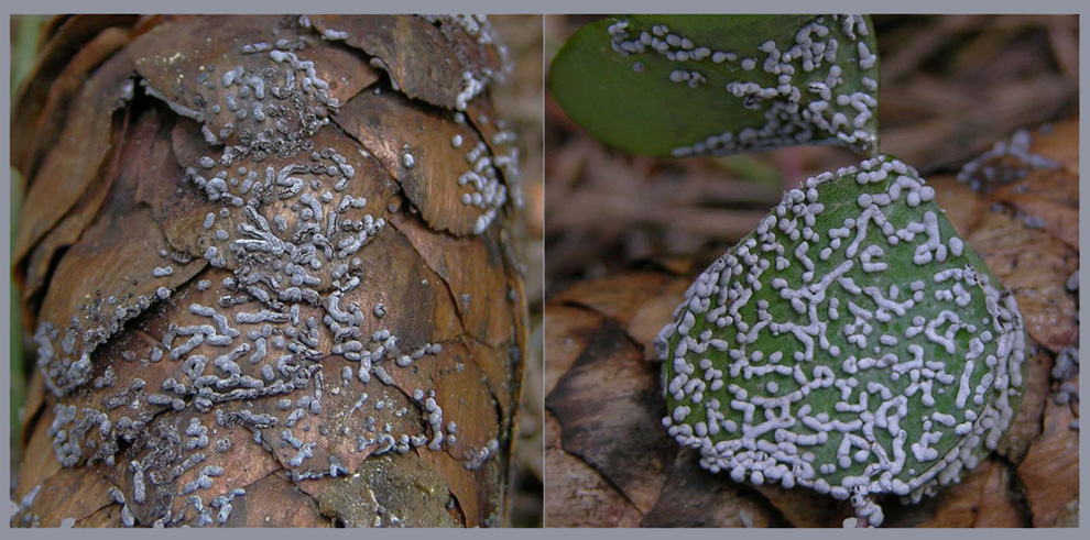 Physarum cinereum? fotog .il 26.02.2010.